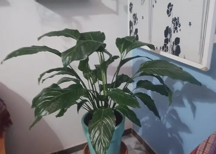 Homestay szállás Gioly