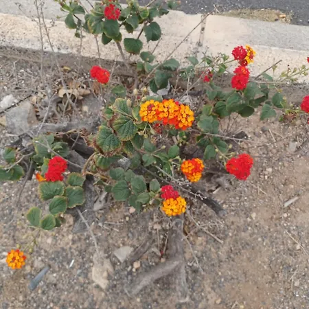 Δωμάτια σε οικογενειακή κατοικία Gioly Puerto del Rosario (Fuerteventura)