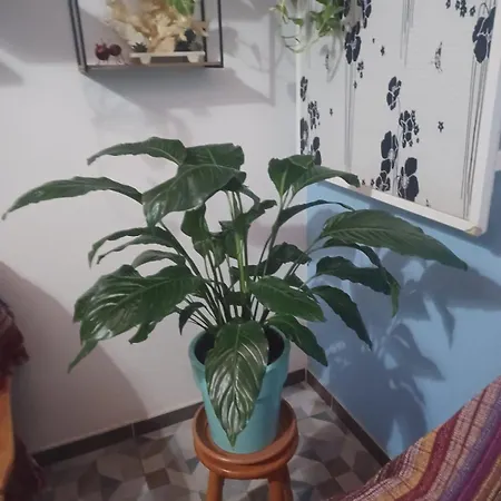 Homestay Gioly